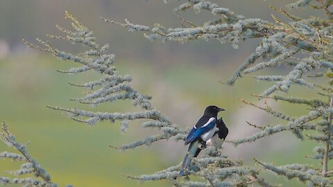 Elster Birds - Magpie - Slow Motion HD Video - Very Graceful