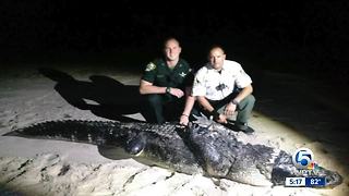 Large gator caught on beach in Indian River County