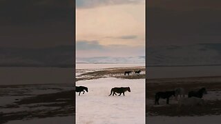 Horses walking through snow