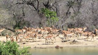 Incredible variety of African wildlife visit waterhole