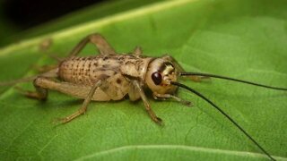 Crickets sounds for 5 hoursㅣRelax, Sleep, Insomnia, Study