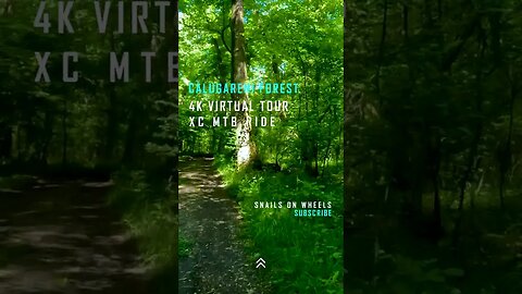 Calugareni Forest | Calugareni, Giurgiu | Ambiental music | 4k Virtual Tour | 🇷🇴