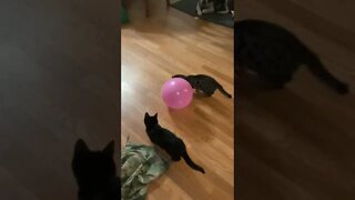 Cats Play With Balloon Dog Watches! 🤣