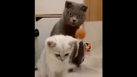 Try not to laugh, this video is for cat lover