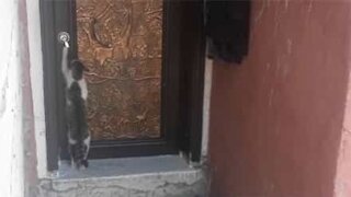 Polite cat knocks on door before entering house