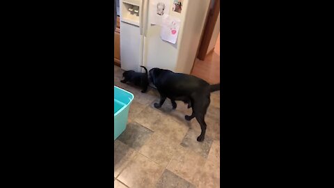 New puppy introduced to doggy become instant best friends
