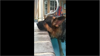 German Shepherd too tired to exit pool