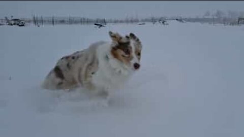 Dog plays in snow in slo-mo