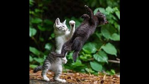 Cat real fight funny video🤣🤣🤣🤣🤣