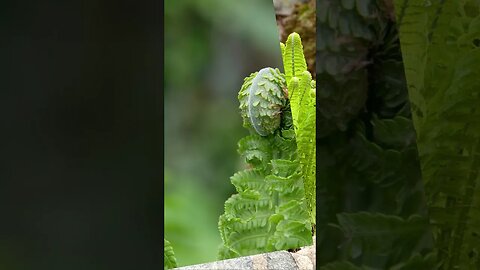 OSTRICH FERN: AKA Fiddlehead Fern, perfect for your shade or water garden