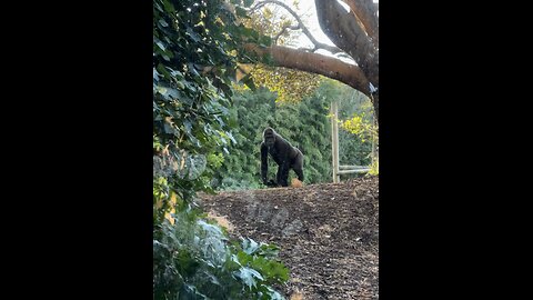 Gorilla At Melbourne Zoo | Australia