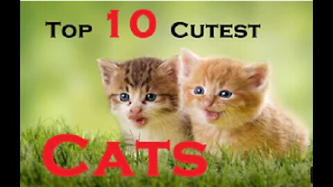 Top 10 Cutest Cat Breeds In The World | 10 Most Beautiful Cats |