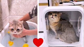 CAT BATHING OBEDIENTLY!!!😍😍😍