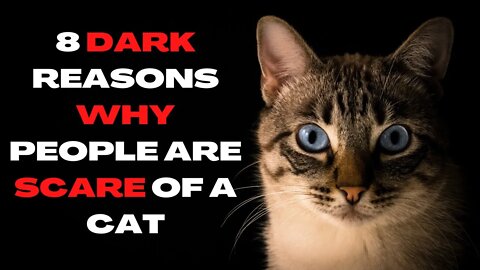 8 REASONS WHY PEOPLE ARE SCARE OF A CAT