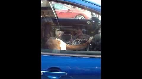 Impatient Dog Honks The Horn While Waiting For Owner