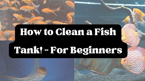 How to Clean a Fish tank at Home