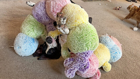 Great Dane Wraps Herself In 6 Foot Caterpillar Toy