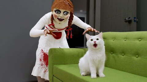 Cats vs Annabelle