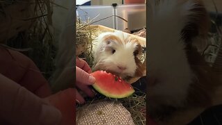 Guinea pig Fergus eating watermelon 🍉 in bed