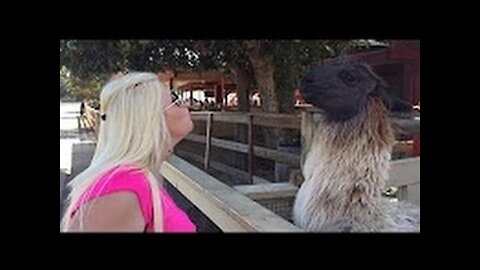 AWESOME Llama spit compilation ★Funny Pino★ Llama spits in woman's face