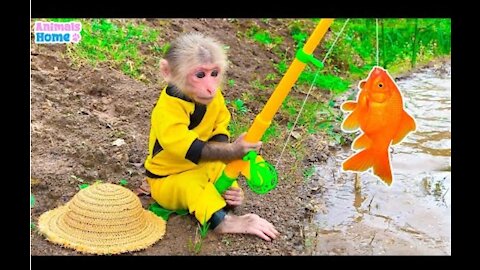 Monkeys fishing 🎣 this video