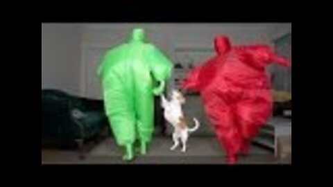 Dog Gets Surprise Dance Party