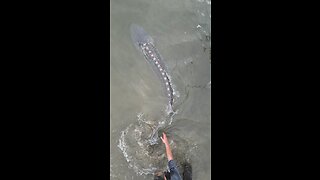 Massive Sturgeon release