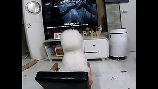 Bichon Frise sits on chair to watch favorite movie