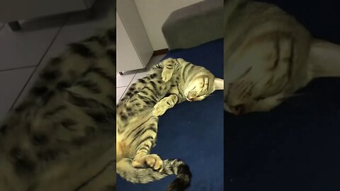 Meu Gato Vagabundo Só quer Dormir 😼 #shorts #gatos #gato #memes #cat #cats #gatosengraçados