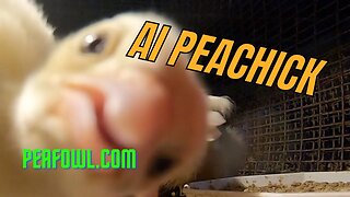 AI Peachick, Peacock Minute, peafowl.com