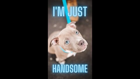 Funny and Cute Pitbull Compilations