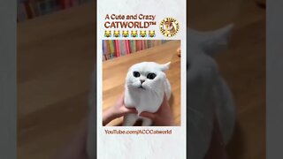 Cat Gets ‘Fluffed’ Like a Marshmallow 😹 (#268) #Shorts