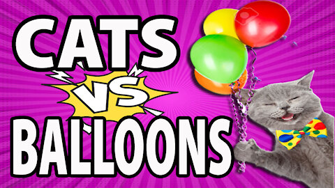 Compilation Cats vs Balloons