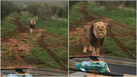 Il ruggito del leone spaventa i turisti
