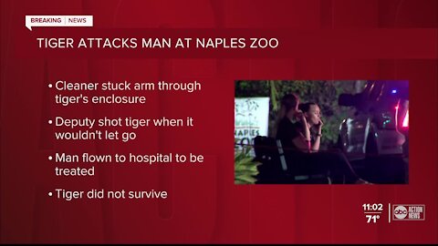 Man attacked by tiger after entering enclosure at Florida zoo, deputies say