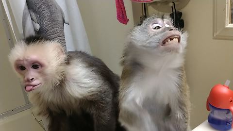 Monkeys love hair dryer blown in their faces