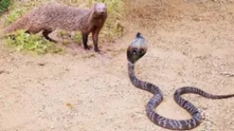 Deadly Fight Between Mongoose Vs Cobra
