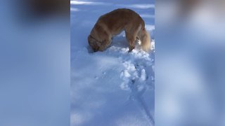 "Dog versus Snowball: "Where Did It Go?""