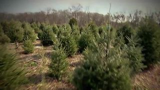 Christmas tree shortage anticipated this holiday season