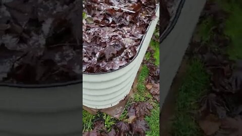 Putting your raised bed to sleep for the winter