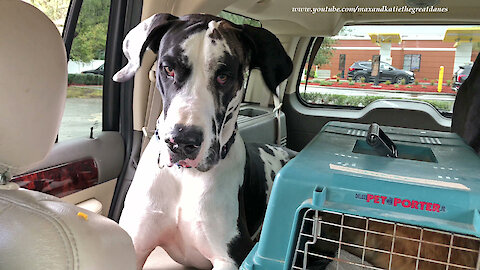 Cat and Great Danes Enjoy Drive Thru Chicken McNugget Snack