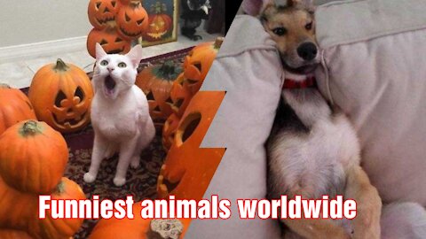 Funniest animals worldwide 100 % crazy
