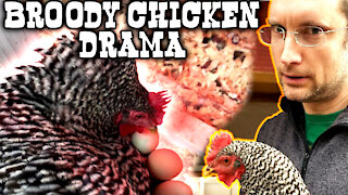 Broody Chicken Drama! Watch To The End! 🤣