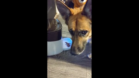 German Shepard Doesn't Like Diet