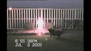 Dog “attacks” lit fireworks on the 4th of July