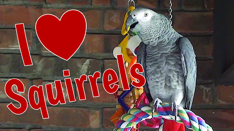 Parrot sweet talks the backyard squirrels