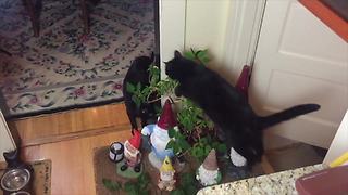 Cat is obsessed with jumping over objects