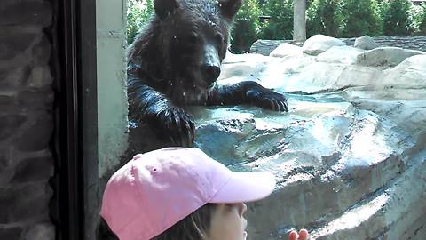 Little Boy And Bear Play Peek A Boo In Zoo