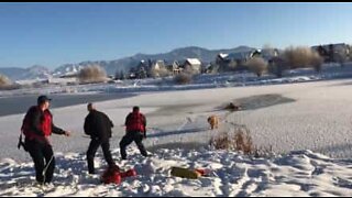Hund reddet fra frossen dam i Montana