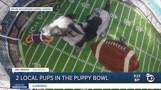 Two San Diego pups in the Puppy Bowl